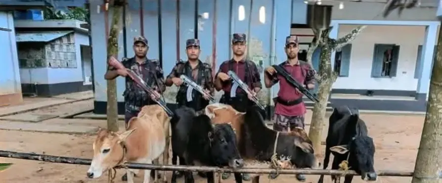 শ্রীবরদী সীমান্তে ভারতীয় ৪টি গরু উদ্ধার