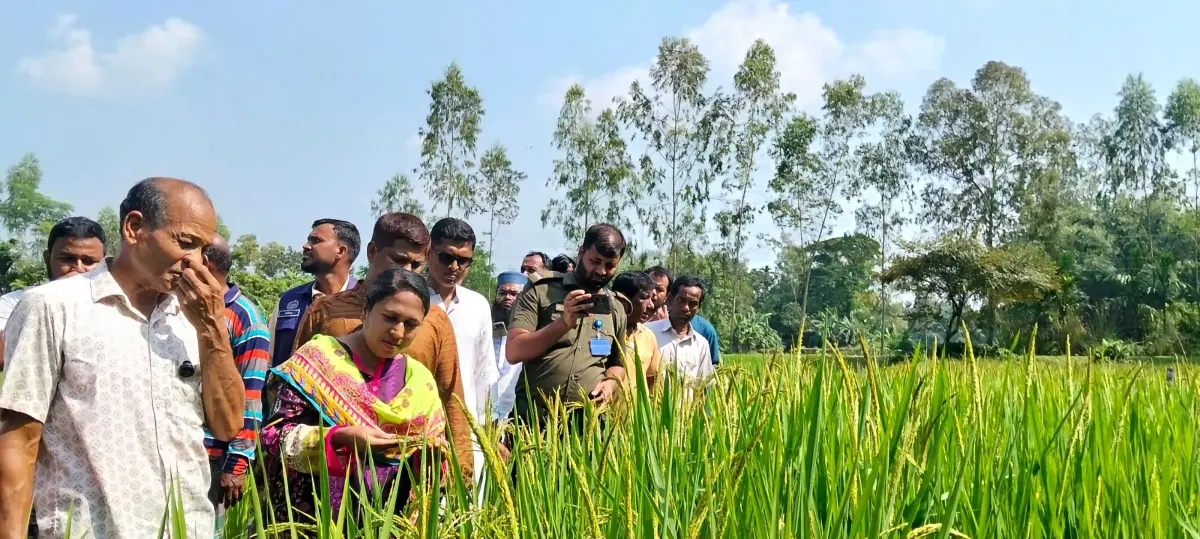 মাটির টানে, উদ্ভাবনের শক্তিতে—শেরপুরের কৃষিতে অনন্য অবদান সেন্টু কুমার হাজংয়ের
