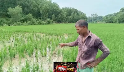 নালিতাবাড়ীতে বন্যহাতির তাণ্ডবে ৪ একর আমন ধান নষ্ট