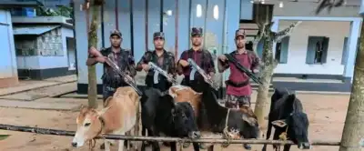 শ্রীবরদী সীমান্তে ভারতীয় ৪টি গরু উদ্ধার
